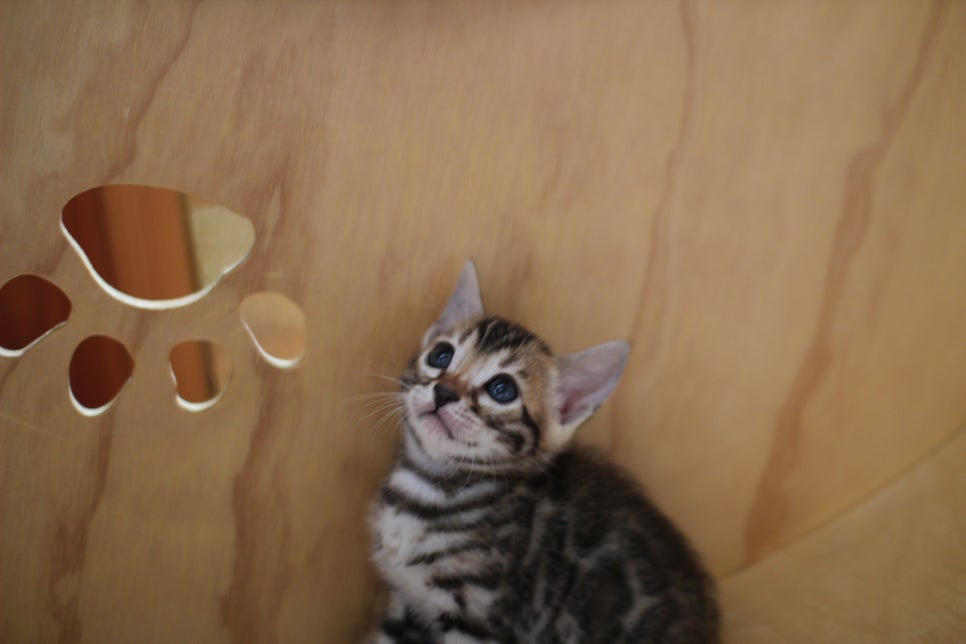 뱅갈고양이 여아들 캣휠 연습중~ 관련 이미지 13