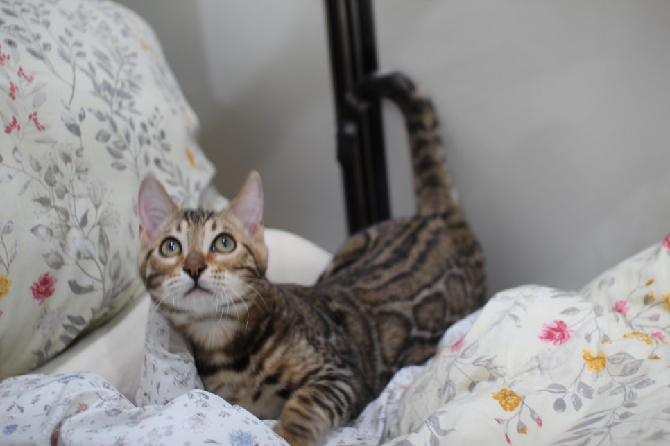 포동포동 귀염둥이 뱅갈고양이 남아예요~ 관련 이미지 3