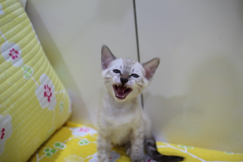 엄청난 순둥이 스노우뱅갈고양이 남아 분양해요~ 관련 이미지 2