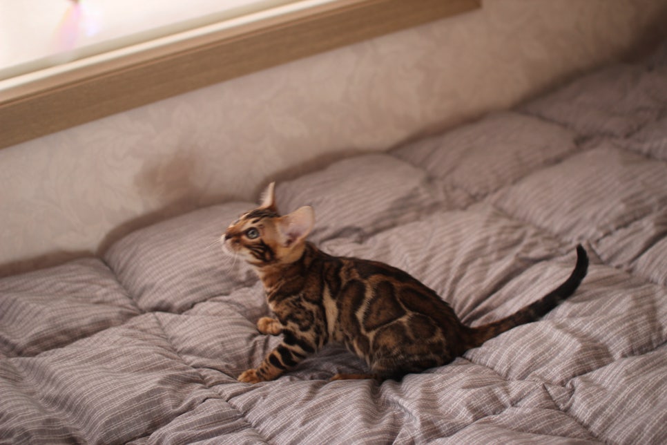 뱅갈고양이 장군이 분양 합니다 (오늘 모습) 관련 이미지 14