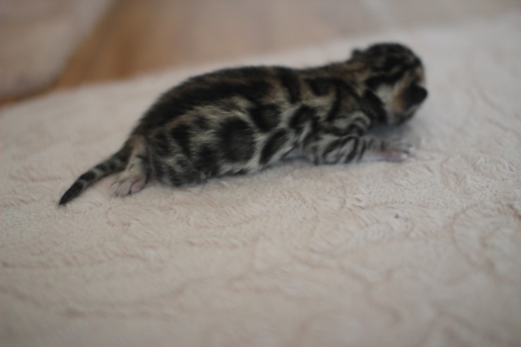 뱅갈고양이 꼬물이 남아예요~ 관련 이미지 4