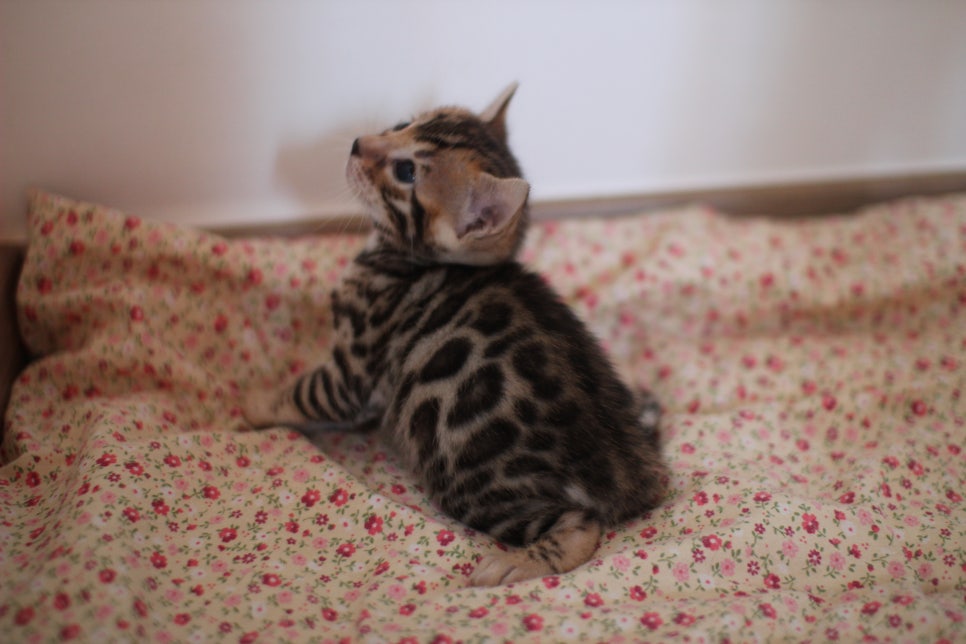 뱅갈고양이 꼬맹이들 나왔어요~ 관련 이미지 12