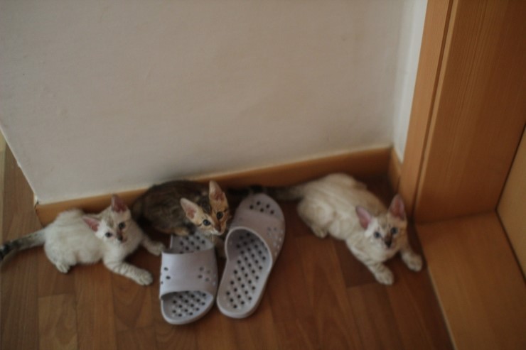 뱅갈고양이 꼬맹이들 생식이 좋아요~ 관련 이미지 1