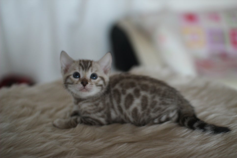 뱅갈고양이분양 멋진 빅로젯 아이들~ 관련 이미지 11