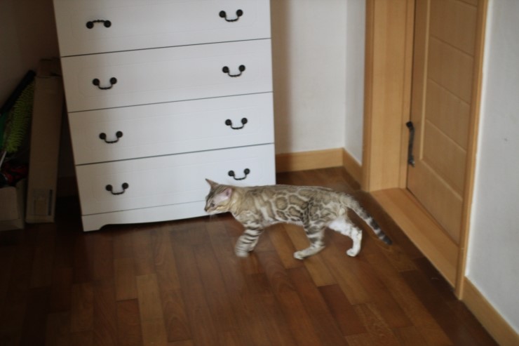 실밍크 뱅갈고양이 킹이예요~~ 관련 이미지 4