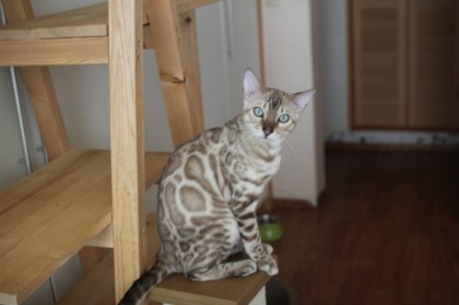 실밍크뱅갈고양이 영웅이에 꼬마 신부들~ 관련 이미지 2