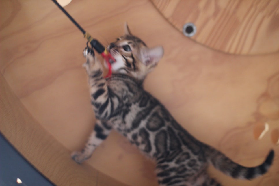 뱅갈고양이분양 무늬와 건강이 최고 관련 이미지 12