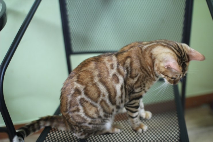 뱅갈고양이 카이~ 관련 이미지 2