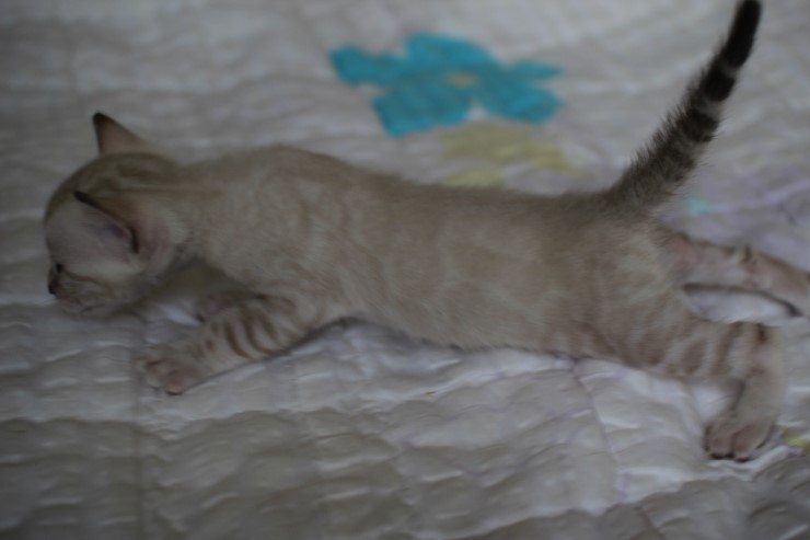 실링스 뱅갈고양이 커퍼 여아~~ 관련 이미지 3