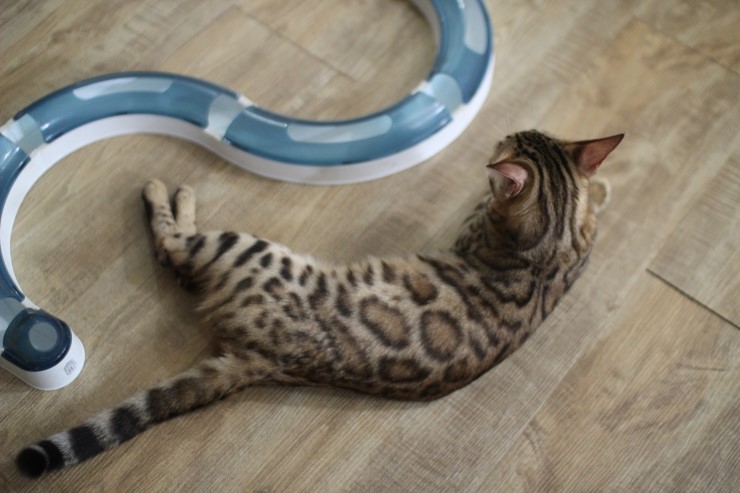 뱅갈고양이,뱅갈고양이 분양,귀여운 미녀 뱅갈고양이들 ㅎㅎㅎ 관련 이미지 2