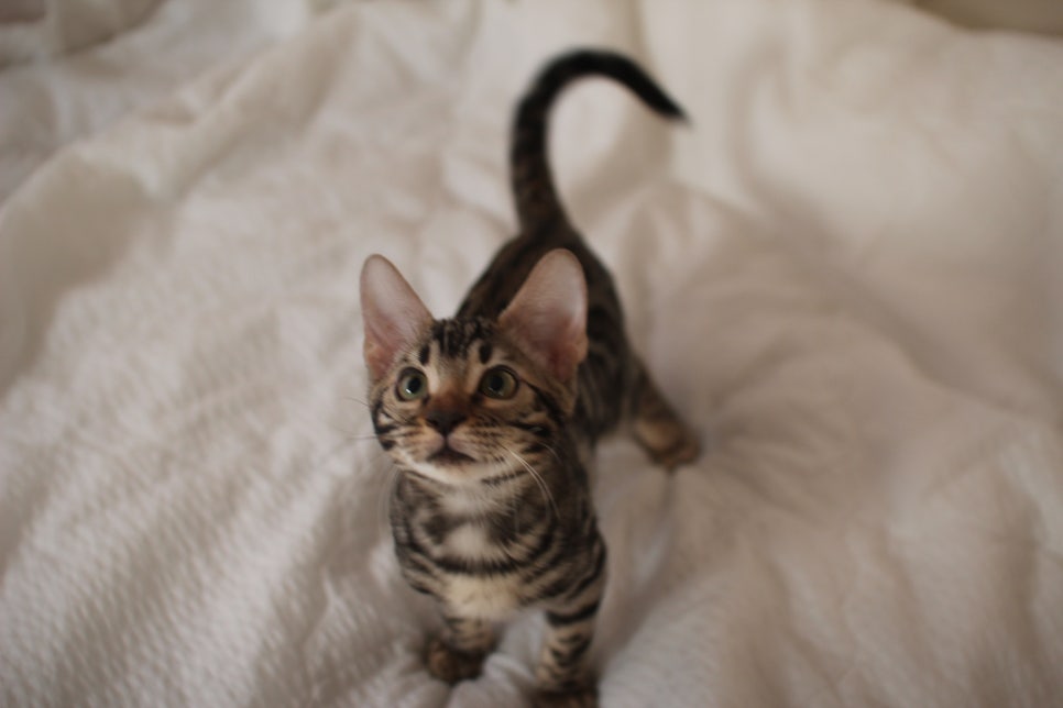 이런 개냥이 뱅갈고양이 보셨나요? 관련 이미지 1