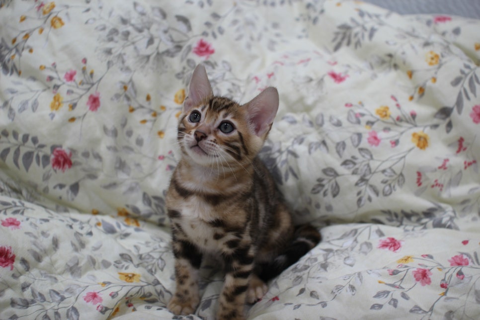 순종적인 성격에 브라운 뱅갈고양이 남아 분양해요~ 관련 이미지 3