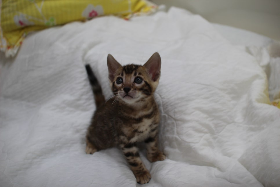 붉은빛 모색이 멋진 뱅갈고양이 남아4 분양해요~ 관련 이미지 2