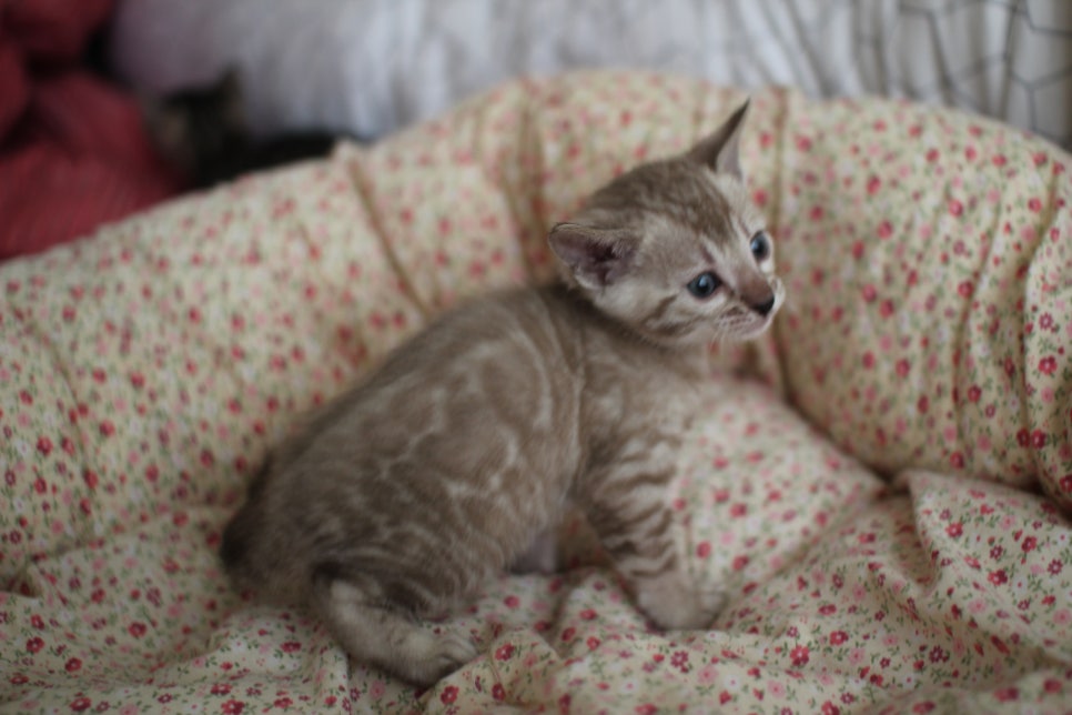 실밍크 뱅갈고양이 여아 분양 합니다~ 관련 이미지 5