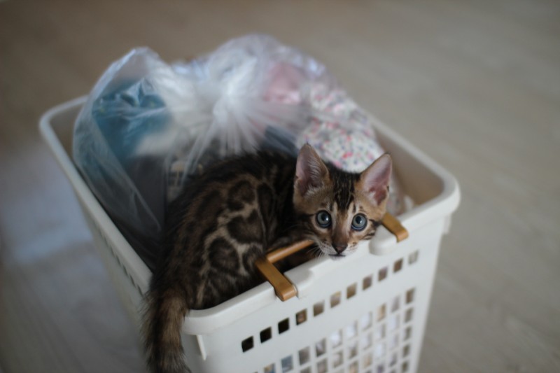 브라운 뱅갈고양이 남아 분양 관련 이미지 1