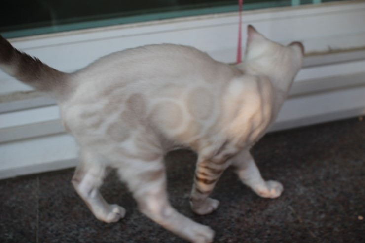 스노우 뱅갈고양이 스노우킹~ 관련 이미지 7