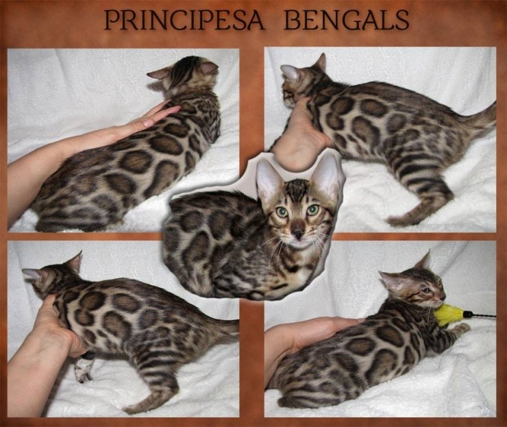 뱅갈고양이 수입 진행중인 남아 두아이예요~ 관련 이미지 2