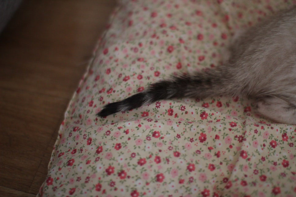 스노우뱅갈고양이 남아 분양해요~ 관련 이미지 8