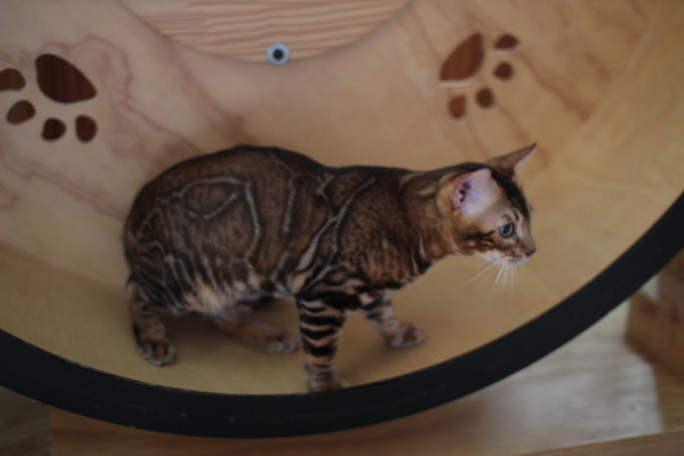 뱅갈고양이 남아 원탑군 완벽 적응후 한컷~ 관련 이미지 9