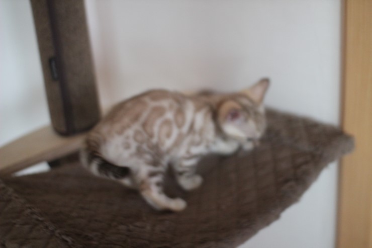 스노우 밍크 뱅갈고양이 남아예요~ 관련 이미지 4