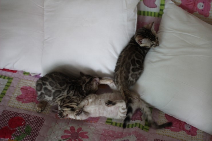 뱅갈고양이 꼬맹이들 놀아요~ 관련 이미지 10