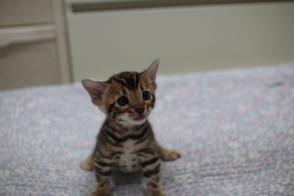 브라운뱅갈고양이 여아2 분양해요~ 관련 이미지 4