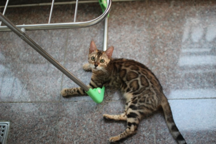 soyu lien,soyu diamond 관련 이미지 2