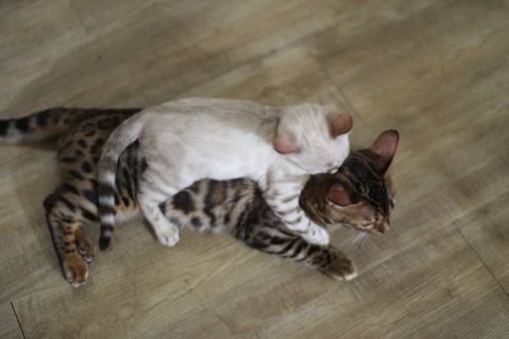 뱅갈고양이,뱅갈고양이 분양,순둥이 링컨이~~~ 관련 이미지 1