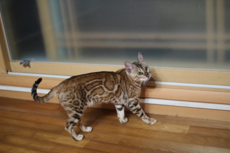 소유뱅갈고양이 캐터리 스텔라예요~~ 관련 이미지 3