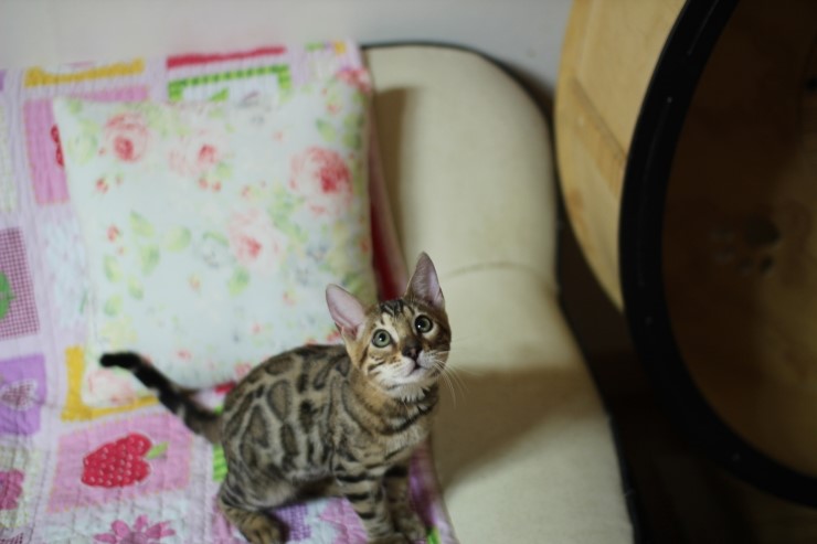 강아지 같은 성격에 뱅갈고양이 분양해요 관련 이미지 7