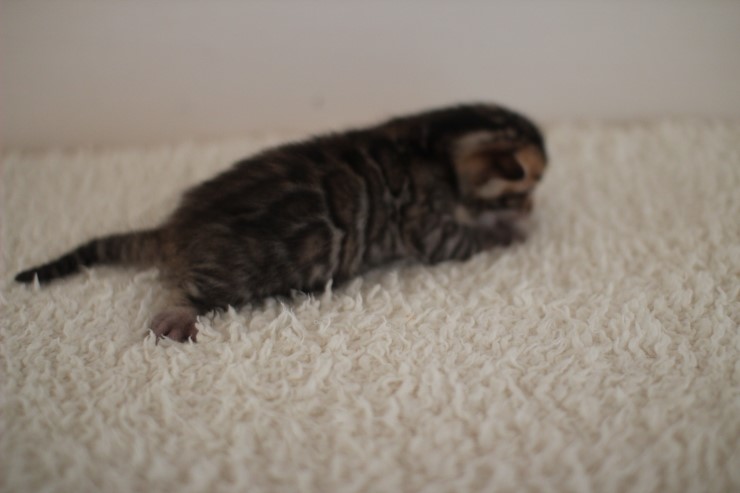 뱅갈고양이 꼬물이 남아예요~ 관련 이미지 4