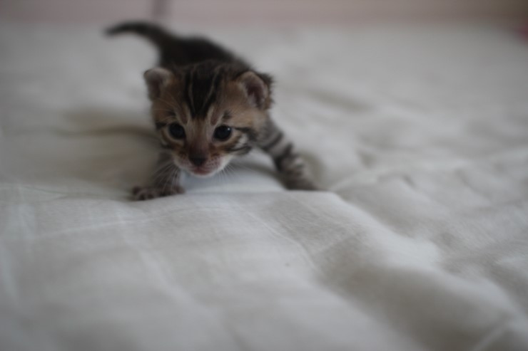 뱅갈고양이 남매 오늘 모습 입니다~ 관련 이미지 5