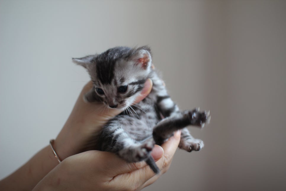 어메이징 실버뱅갈고양이 남아예요~ 관련 이미지 6