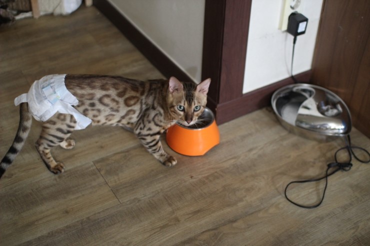 뱅갈고양이.저희집 뱅갈고양이들이예요^^ 관련 이미지 10