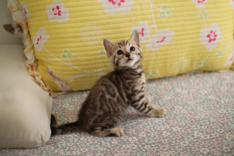 세피아 뱅갈고양이 남아 분양해요~ 관련 이미지 9