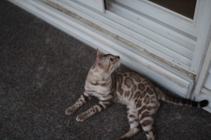 실밍크 뱅갈고양이 영웅이 잘 생겼네~ 관련 이미지 4