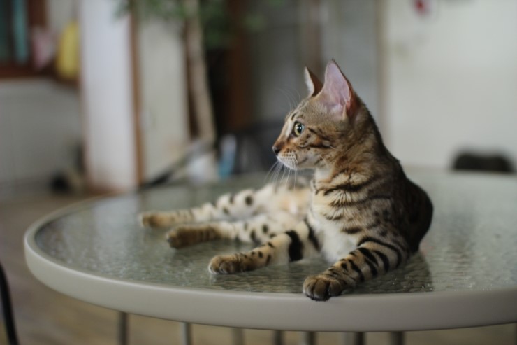 뱅갈고양이,스노우뱅갈고양이,  저희집 어린녀석들 오늘도 신나게 놀고 있어요^^......... 관련 이미지 2