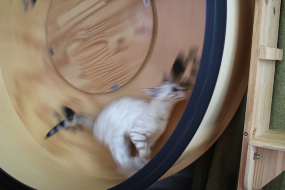 분양중인 스노우뱅갈고양이 남매예요~ 관련 이미지 19