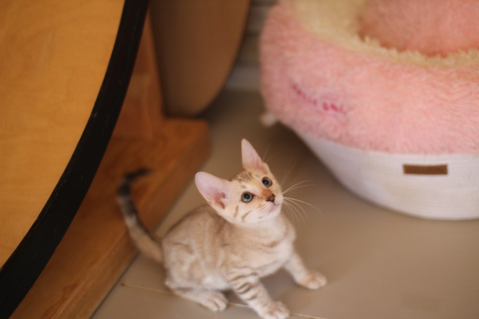 뱅갈고양이분양 진정한 개냥이란 관련 이미지 13