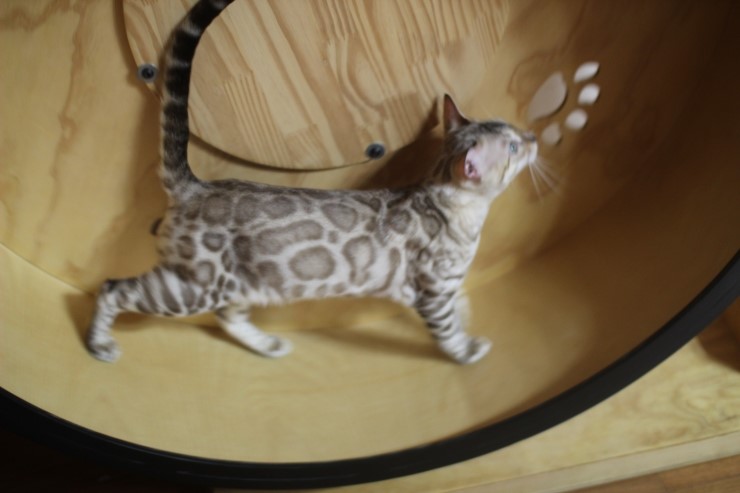 캣휠 타는 실밍크 뱅갈고양이 영웅이예요~ 관련 이미지 10