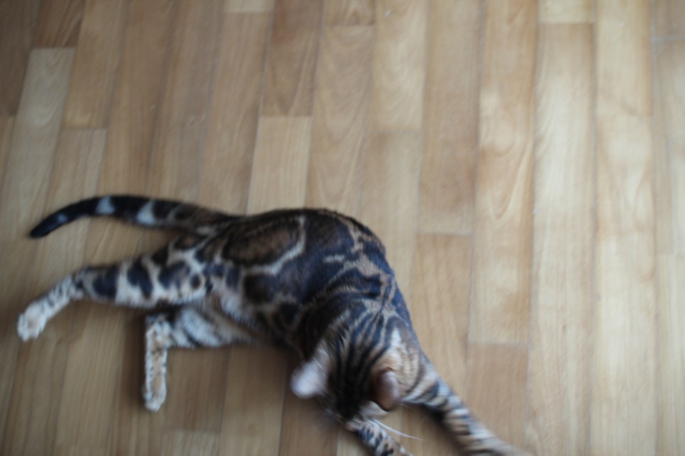 소유뱅갈캐터리 새로운 종묘가 될 남아 입니다~ 관련 이미지 5