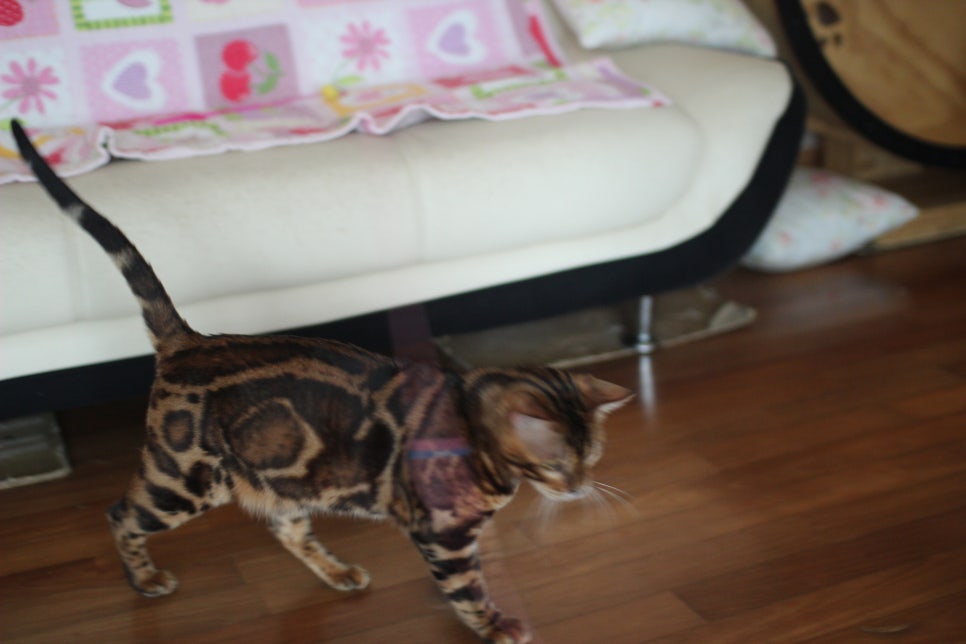 브라운 뱅갈고양이 남아 거실도 점령 했어요. 관련 이미지 8