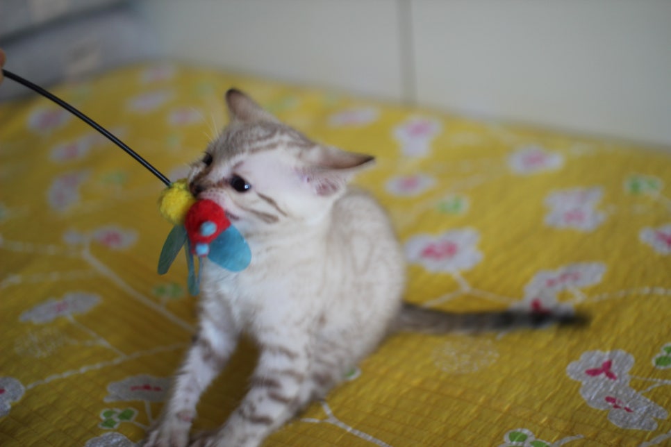 앙증깜찍 개냥이 스노우뱅갈고양이 여아 분양해요~ 관련 이미지 6