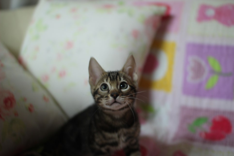 뱅갈고양이 브라운 보이 입니다~ 관련 이미지 5