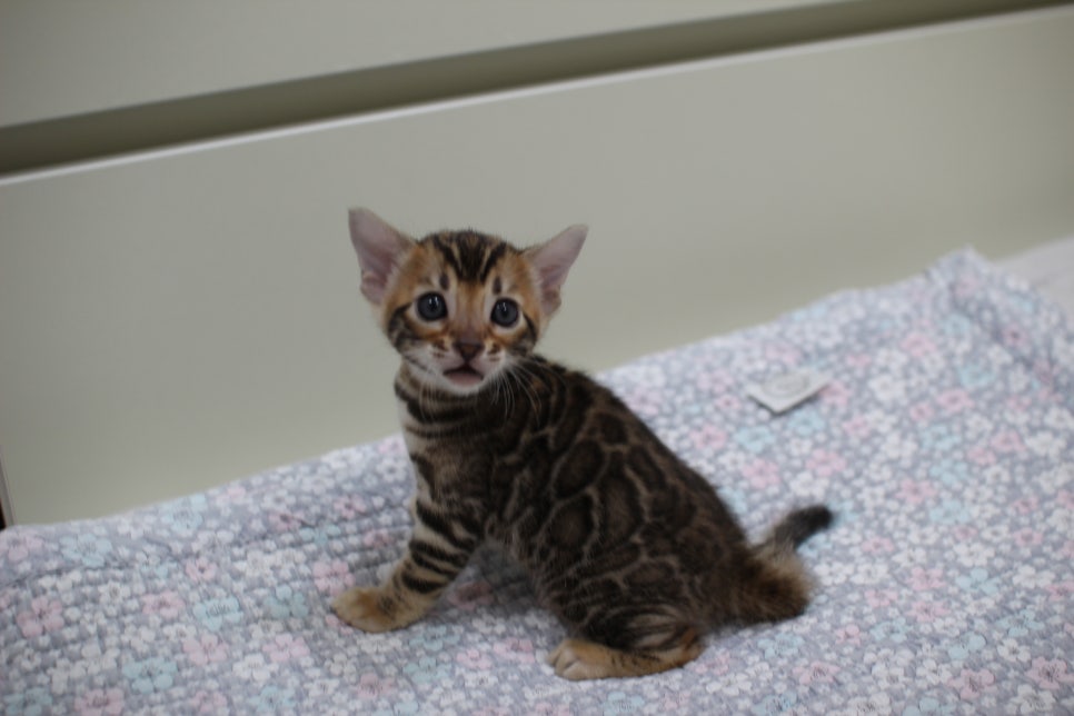 브라운뱅갈고양이 여아2 분양해요~ 관련 이미지 6