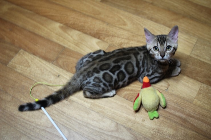 뱅갈고양이 이번 리터에 키퍼가 될 여아들 입니다~ 관련 이미지 4