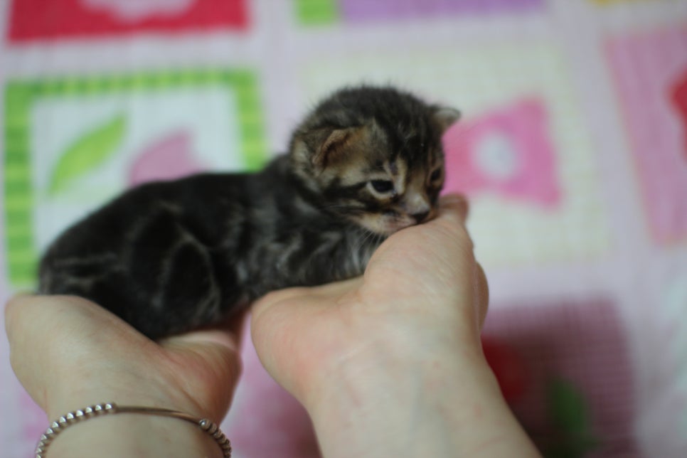 예약된 브라운 뱅갈고양이 남아에요~ 관련 이미지 4