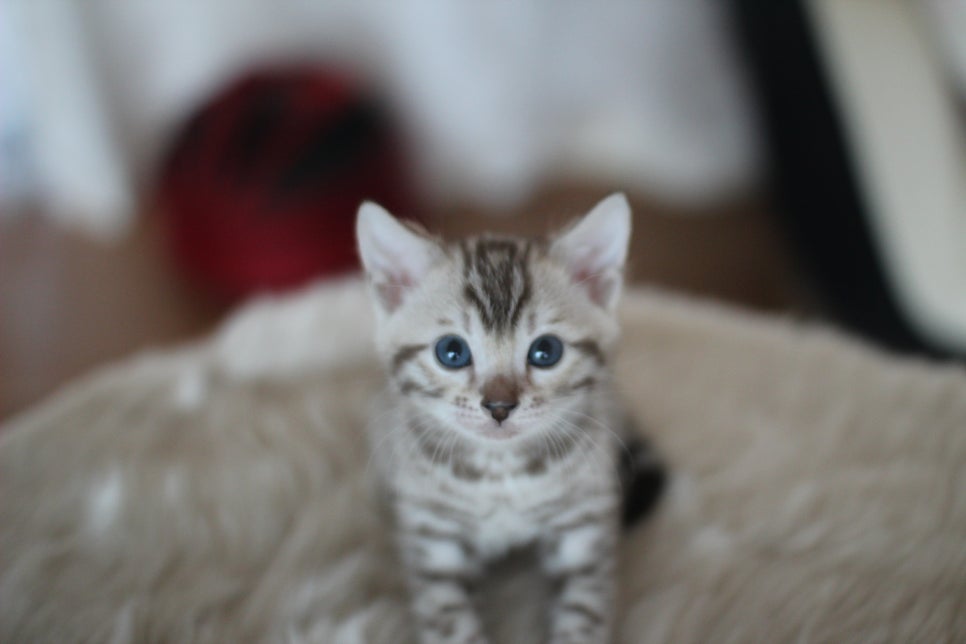 뱅갈고양이분양 멋진 빅로젯 아이들~ 관련 이미지 12