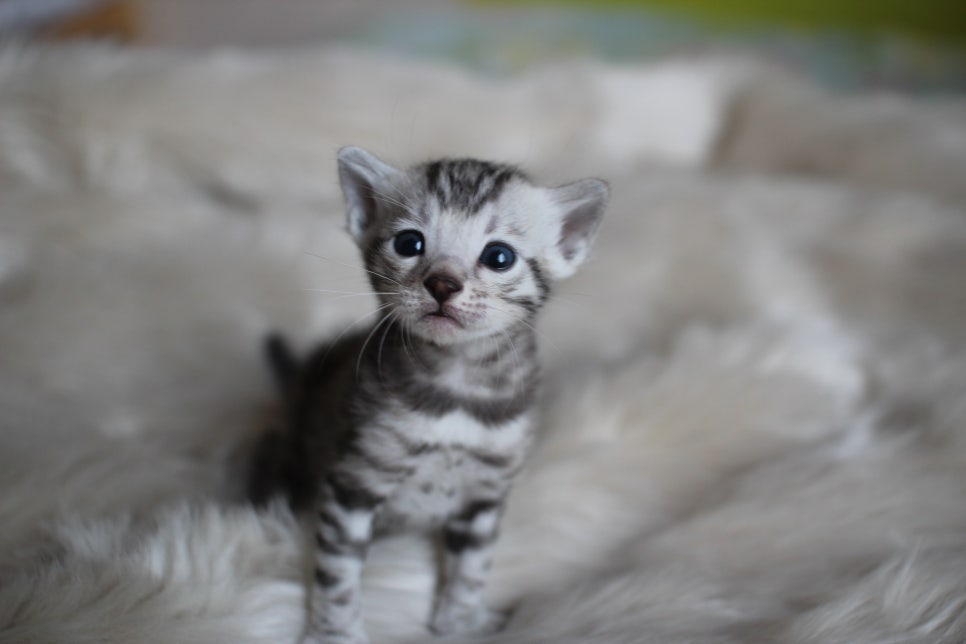뱅갈고양이 분양은 순수혈통에 아이로 입양하세요~ 관련 이미지 5