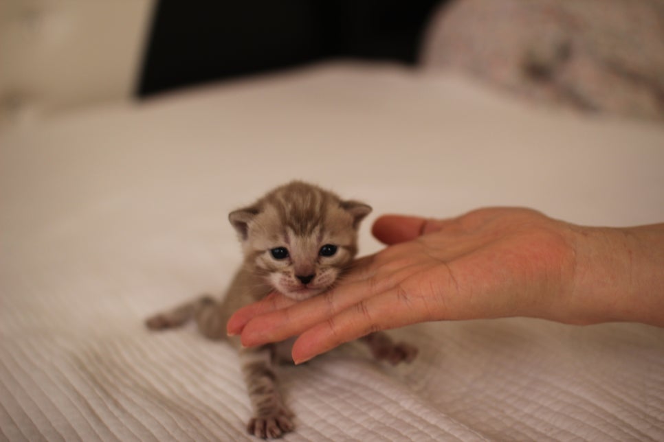고퀄리티 스노우뱅갈고양이 아이들 분양합니다~ 관련 이미지 3
